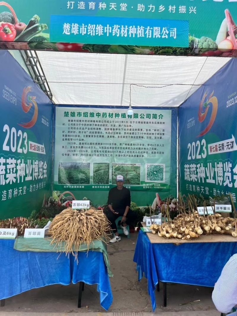 多花黄精苗（高杆不倒苗黄精）2进3年苗包技术保成活率