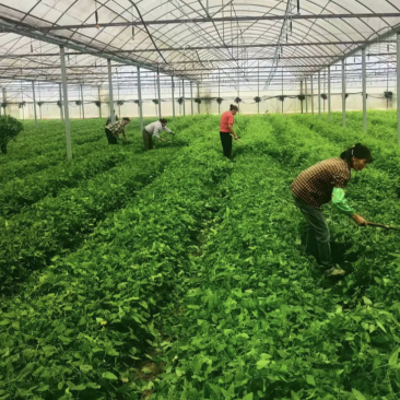 精品优质百部苗批发价格量大从优基地现挖现发