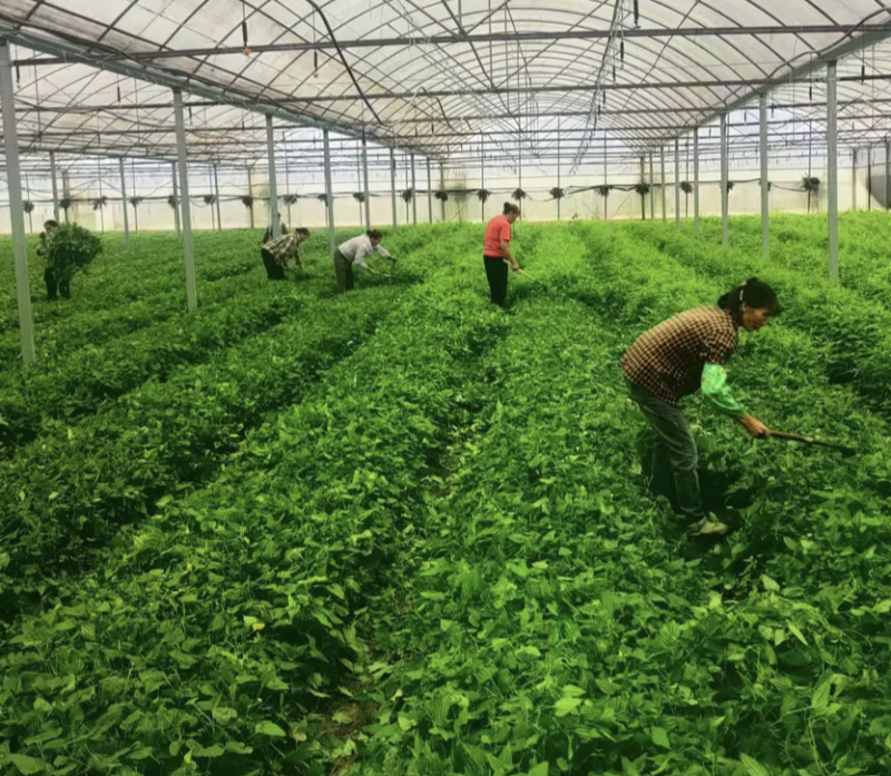 精品优质百部苗批发价格量大从优基地现挖现发