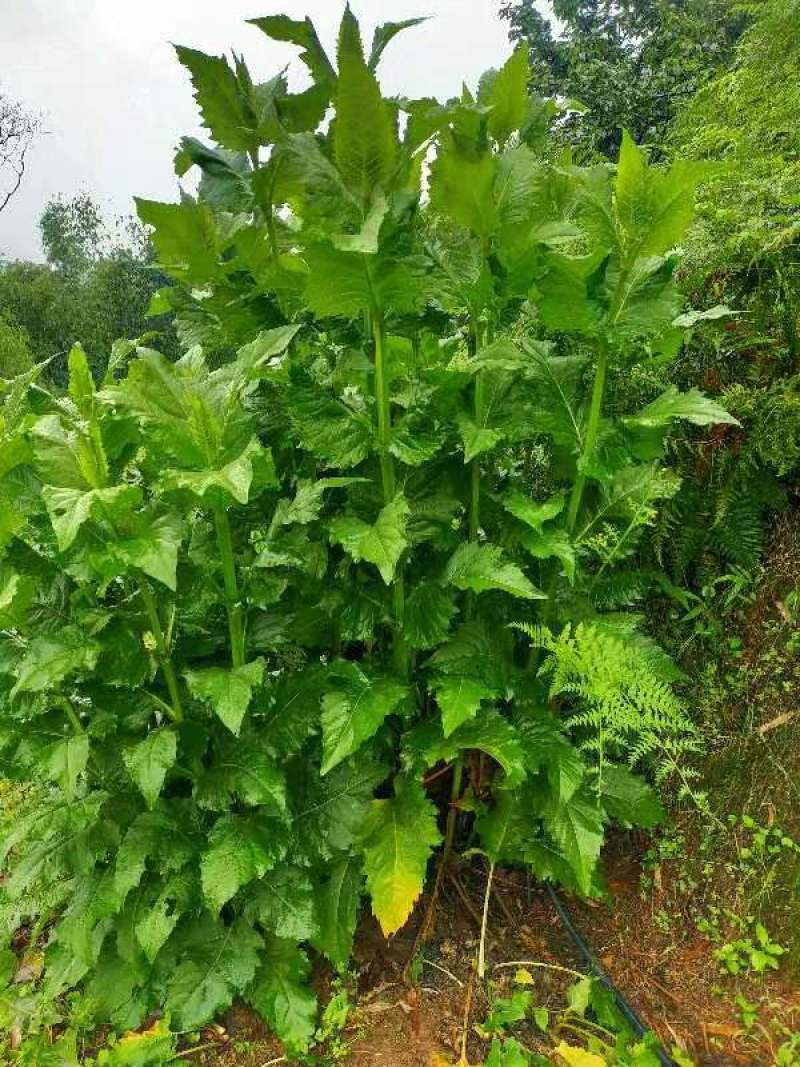 高蛋白俄罗斯饲料菜种根种子牧草种根基地直接大量发货