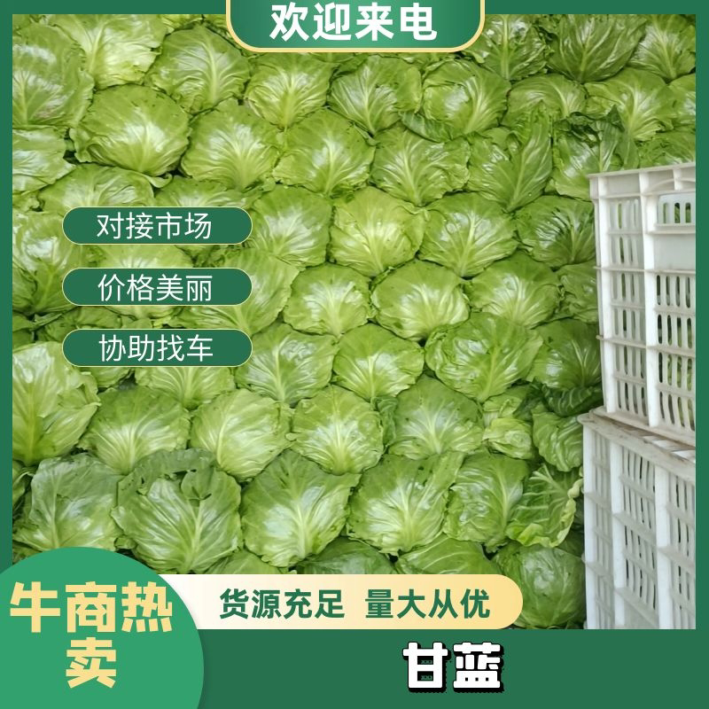 山东中甘甘蓝韩绿甘蓝-产地直发-价格优惠-可视频看货