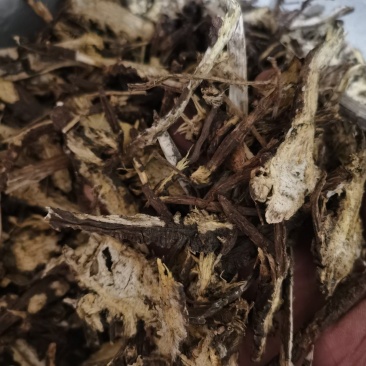 藁本过2个筛子藁本泽润中药批发零售各种中药材
