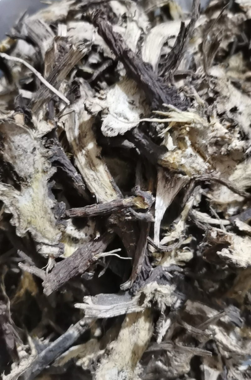 藁本过2个筛子藁本泽润中药批发零售各种中药材
