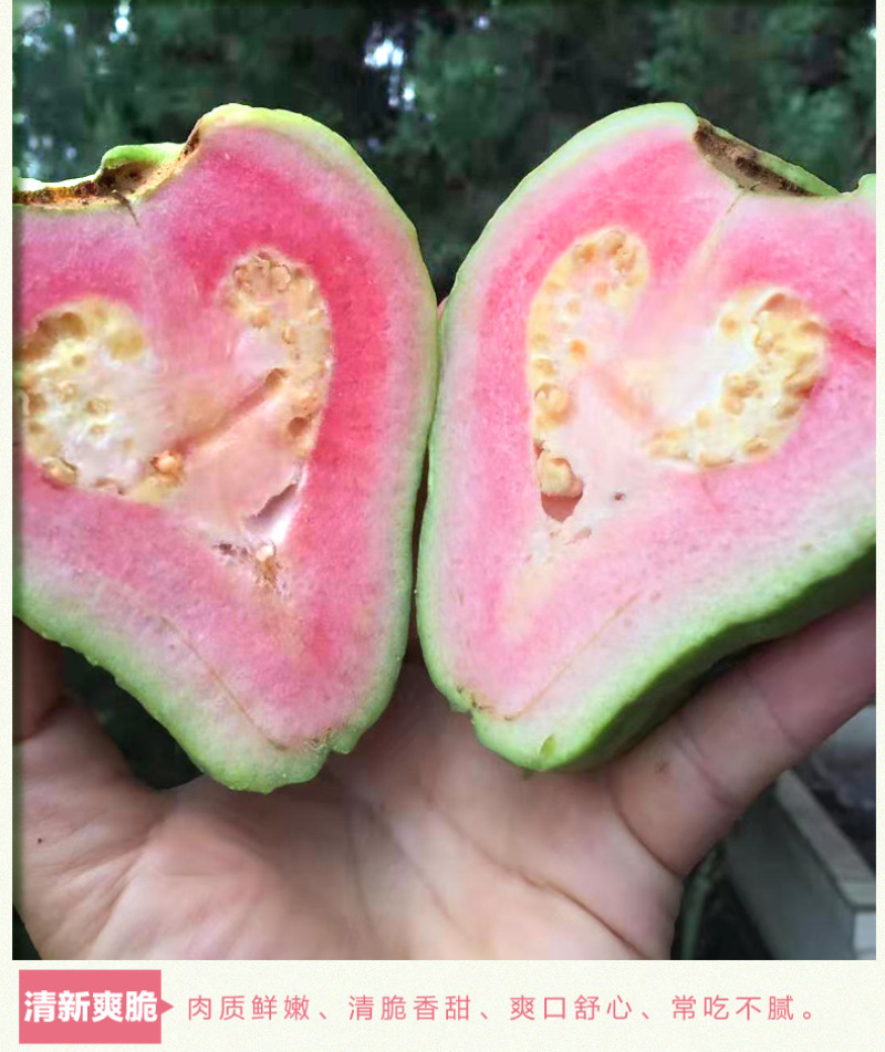 红心芭乐当季新鲜水果脆甜珍珠番石榴整箱发货一件代发