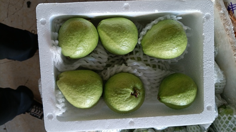 红心芭乐当季新鲜水果脆甜珍珠番石榴整箱发货一件代发