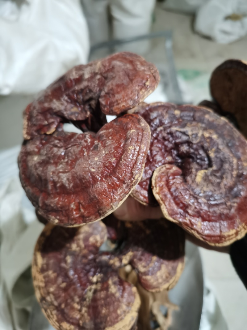 灵芝家种灵芝泽润中药批发零售各种中药材