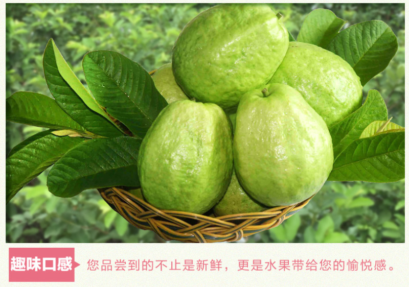红心芭乐当季新鲜水果脆甜珍珠番石榴整箱发货一件代发