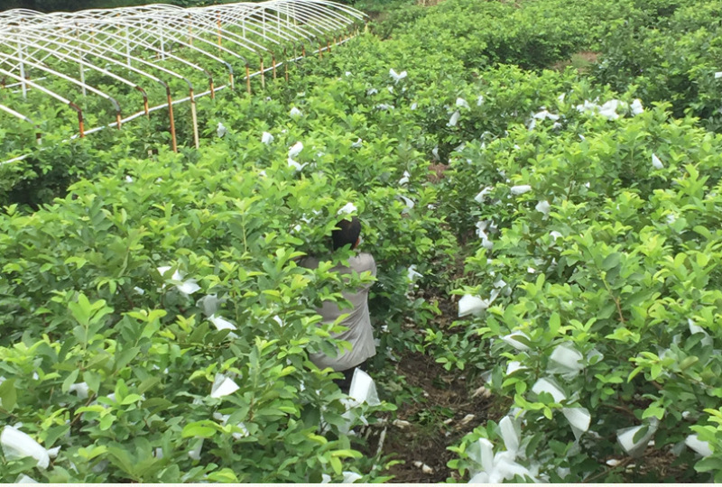 红心芭乐当季新鲜水果脆甜珍珠番石榴整箱发货一件代发
