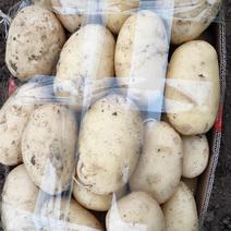 薛城新鲜土豆大量上市中，大棚四膜，黄皮黄心，