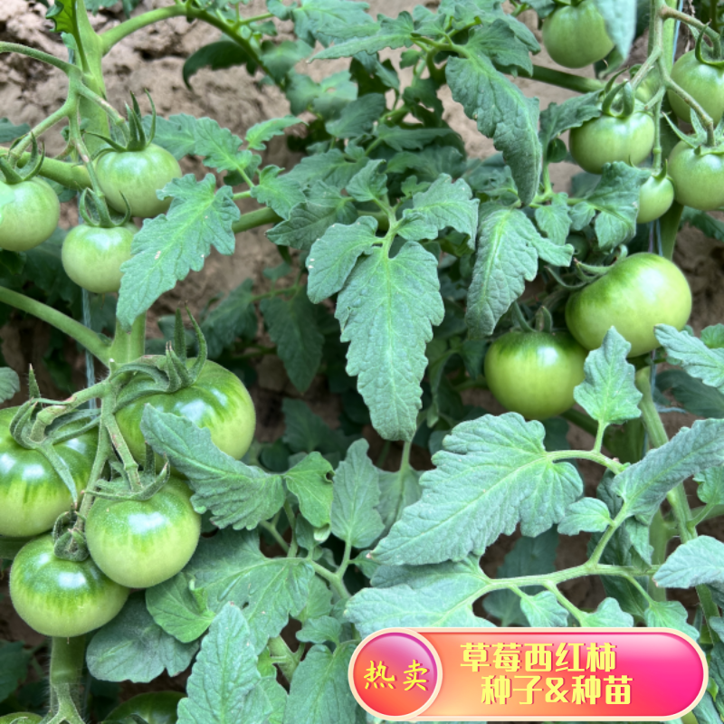 草莓番茄西红柿种苗口感柿子绿肩浓郁优质种苗