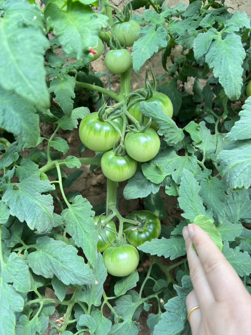 草莓番茄西红柿种苗口感柿子绿肩浓郁优质种苗
