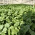 云南香菜