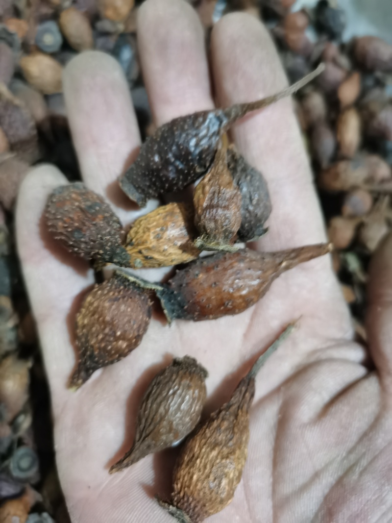 金樱子泽润中药批发零售各种中药材