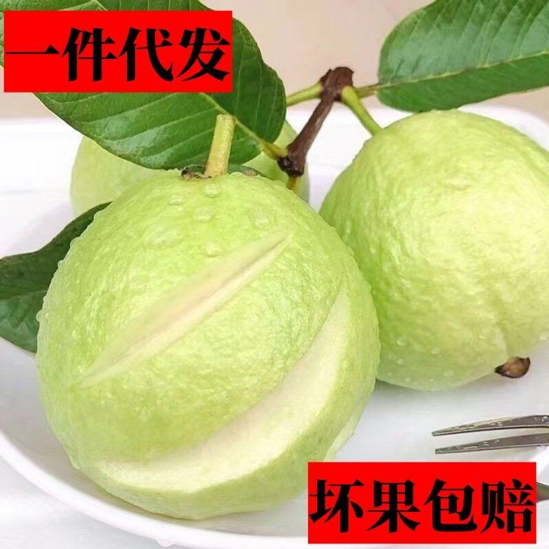 现摘白心芭乐番石榴当季新鲜水果脆甜爽口整箱发货一件代发