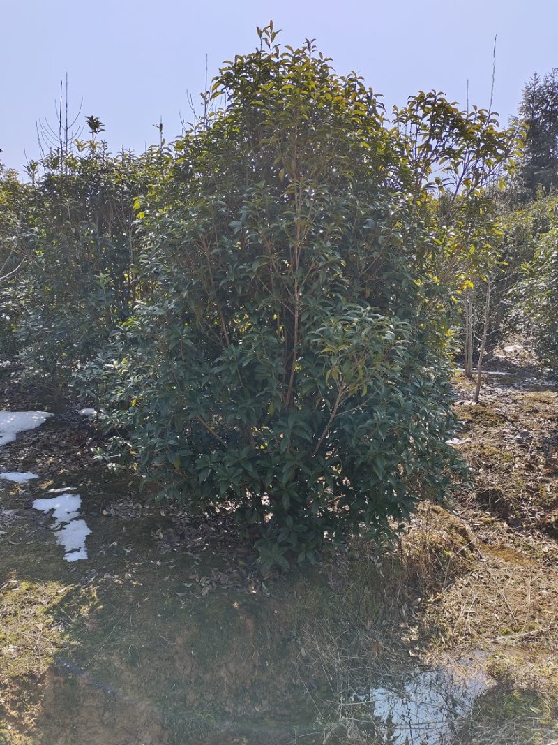 丛生桂花树低分枝矮分枝2-3.5米冠规格齐全