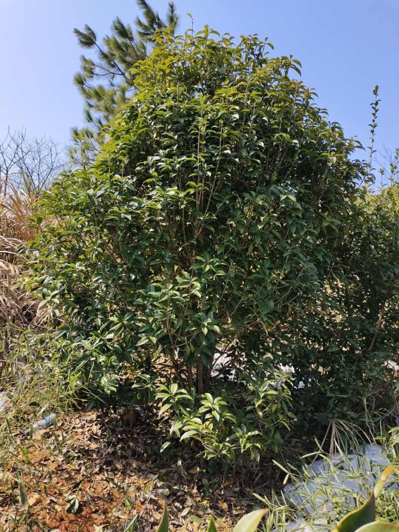 丛生桂花树低分枝矮分枝2-3.5米冠规格齐全