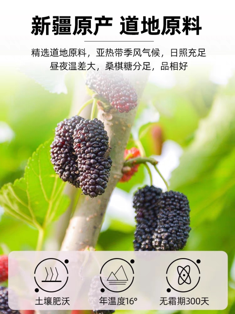 新疆桑葚干，优质农产品，颗粒饱满，无沙果！