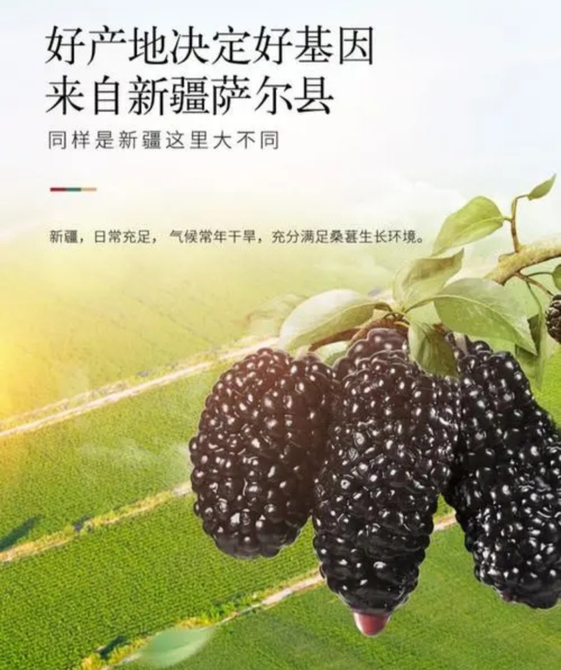 新疆桑葚干，优质农产品，颗粒饱满，无沙果！