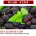 新疆桑葚干，优质农产品，颗粒饱满，无沙果！