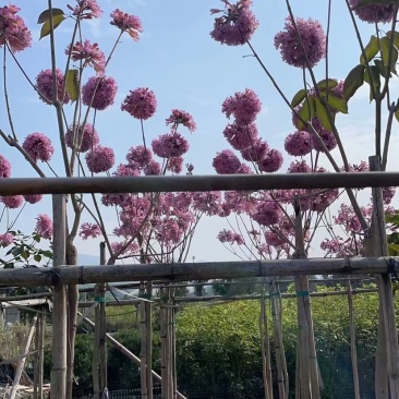 绣球紫花风铃木基地直销，一手货源规格齐全欢迎老板来电