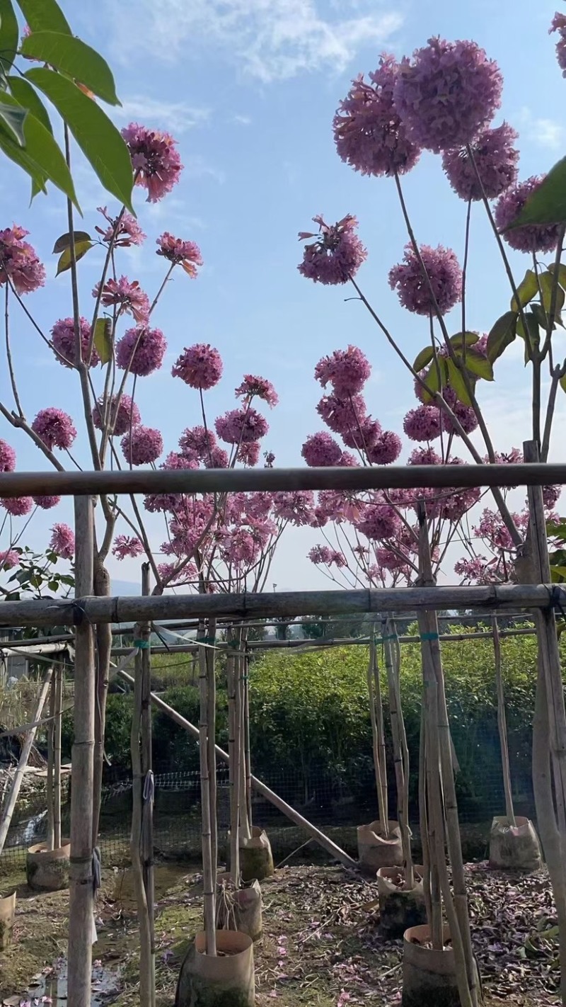 绣球紫花风铃木基地直销，一手货源规格齐全欢迎老板来电