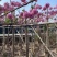 绣球紫花风铃木基地直销，一手货源规格齐全欢迎老板来电