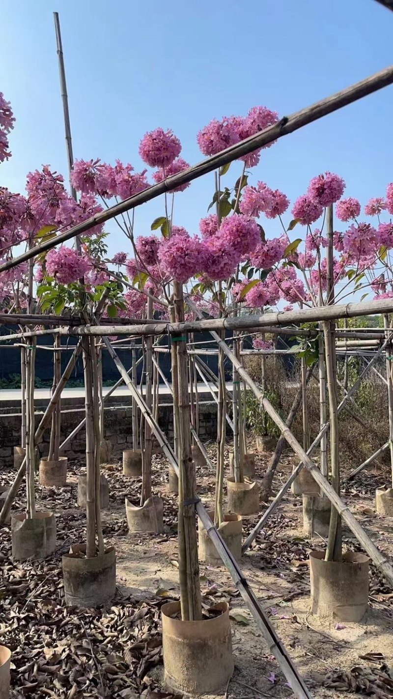 绣球紫花风铃木基地直销，一手货源规格齐全欢迎老板来电