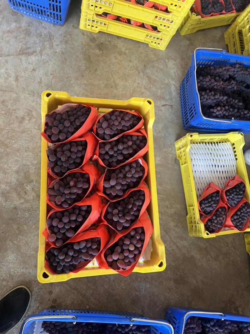 茉莉香葡萄大量有货品质保证诚信经营欢迎咨询