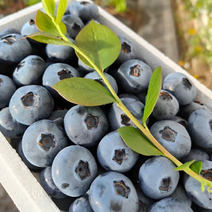 辽宁绥中蓝莓，产地直销，货源充足，支持全国商超社区团购