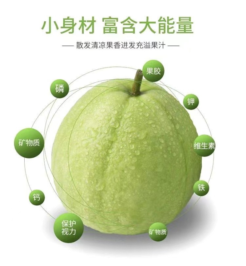 现摘白心芭乐番石榴当季新鲜水果脆甜爽口整箱发货一件代发