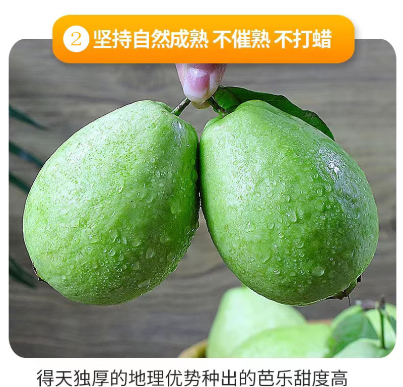 现摘白心芭乐番石榴当季新鲜水果脆甜爽口整箱发货一件代发