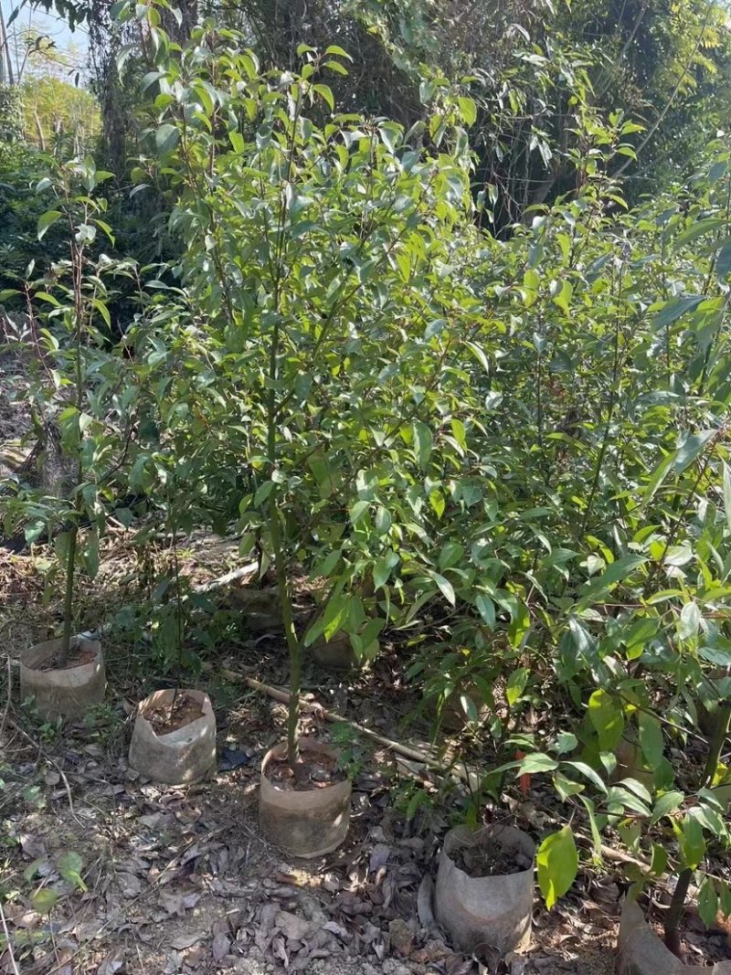 原生苗香樟基地直销规格齐全欢迎老板来电咨询合作