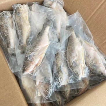 三去加州鲈鱼，酒席。酒店**，长年有货，源头工厂