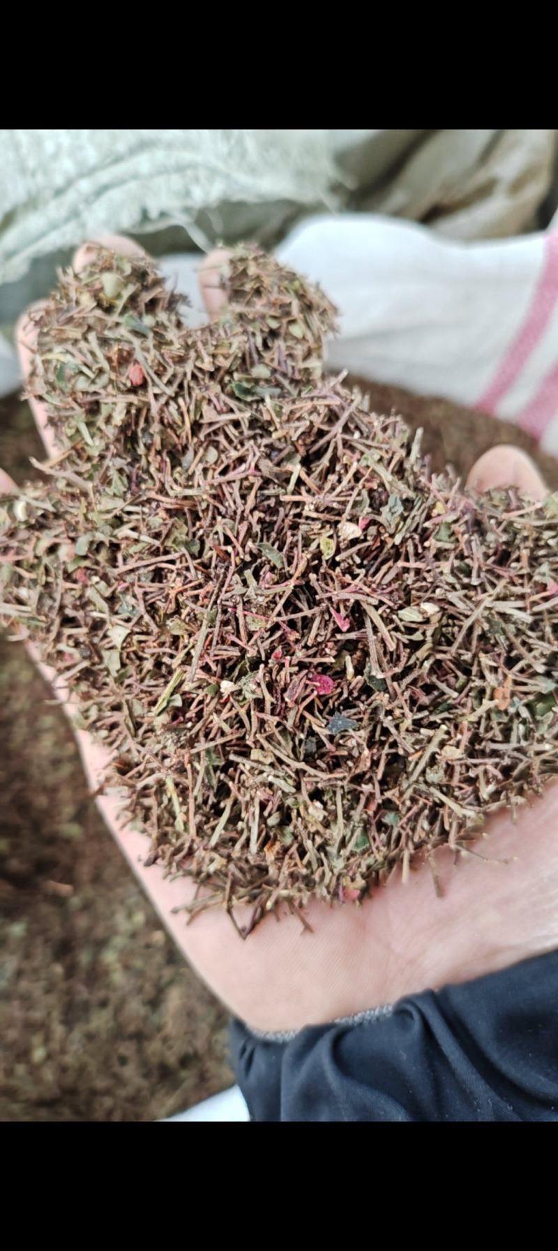 大红袍花椒杆，可打调料，产地直发，一手货源，欢迎采购