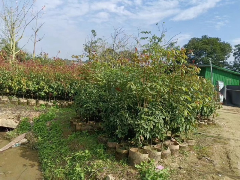 金丝楠木原生苗基地直销规格齐全，质量优欢迎老板来电