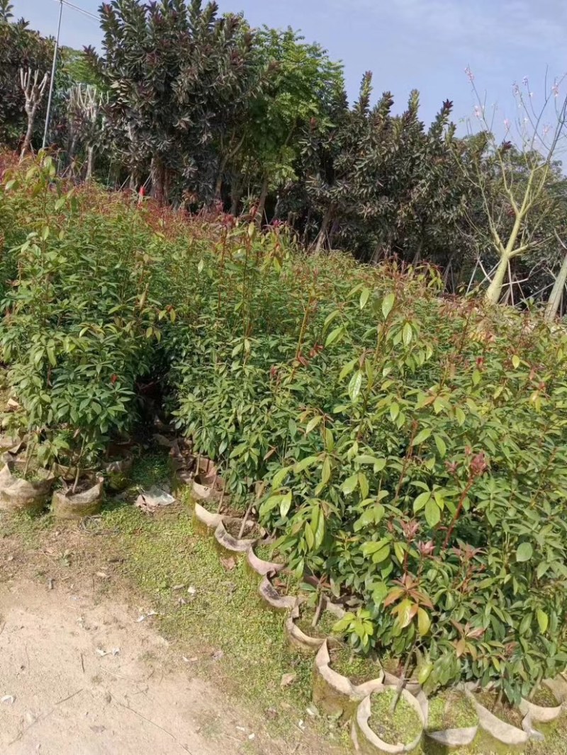 金丝楠木原生苗基地直销规格齐全，质量优欢迎老板来电