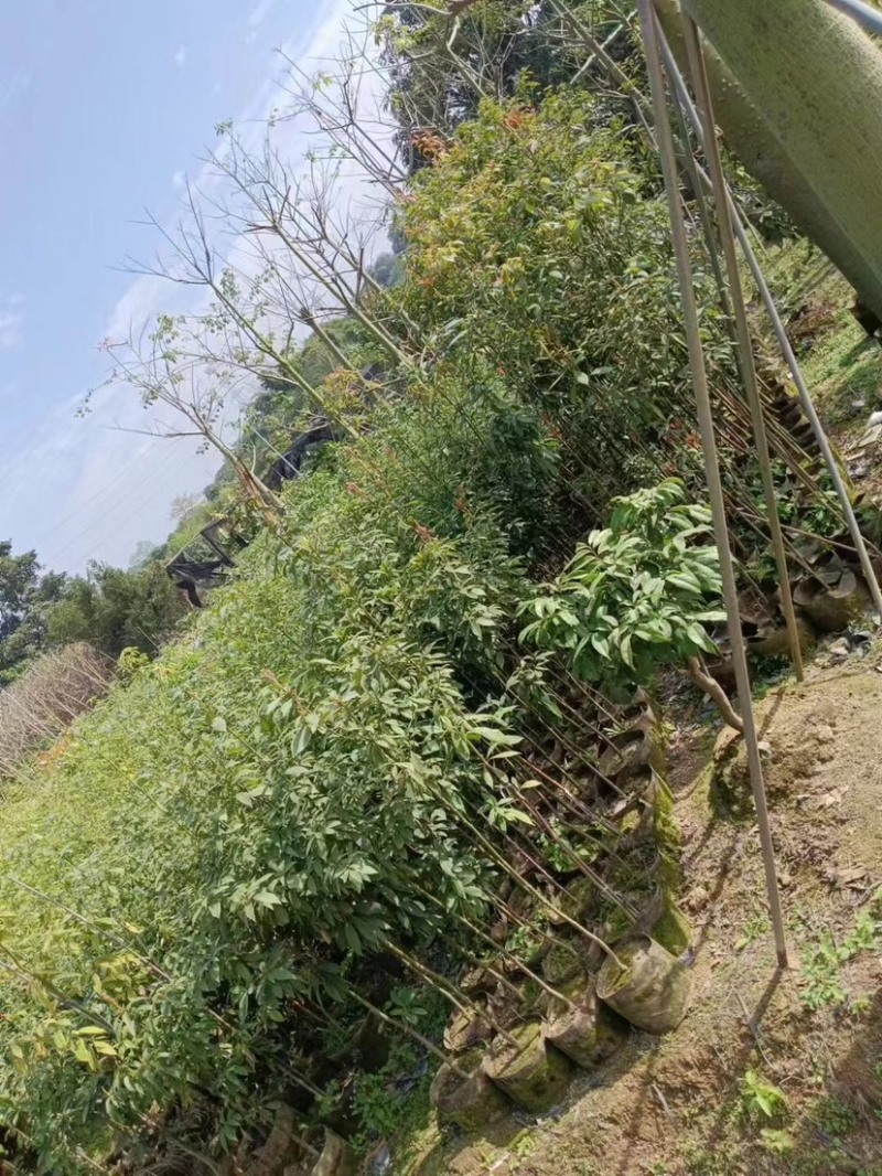 金丝楠木原生苗基地直销规格齐全，质量优欢迎老板来电