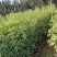 金丝楠木原生苗基地直销规格齐全，质量优欢迎老板来电