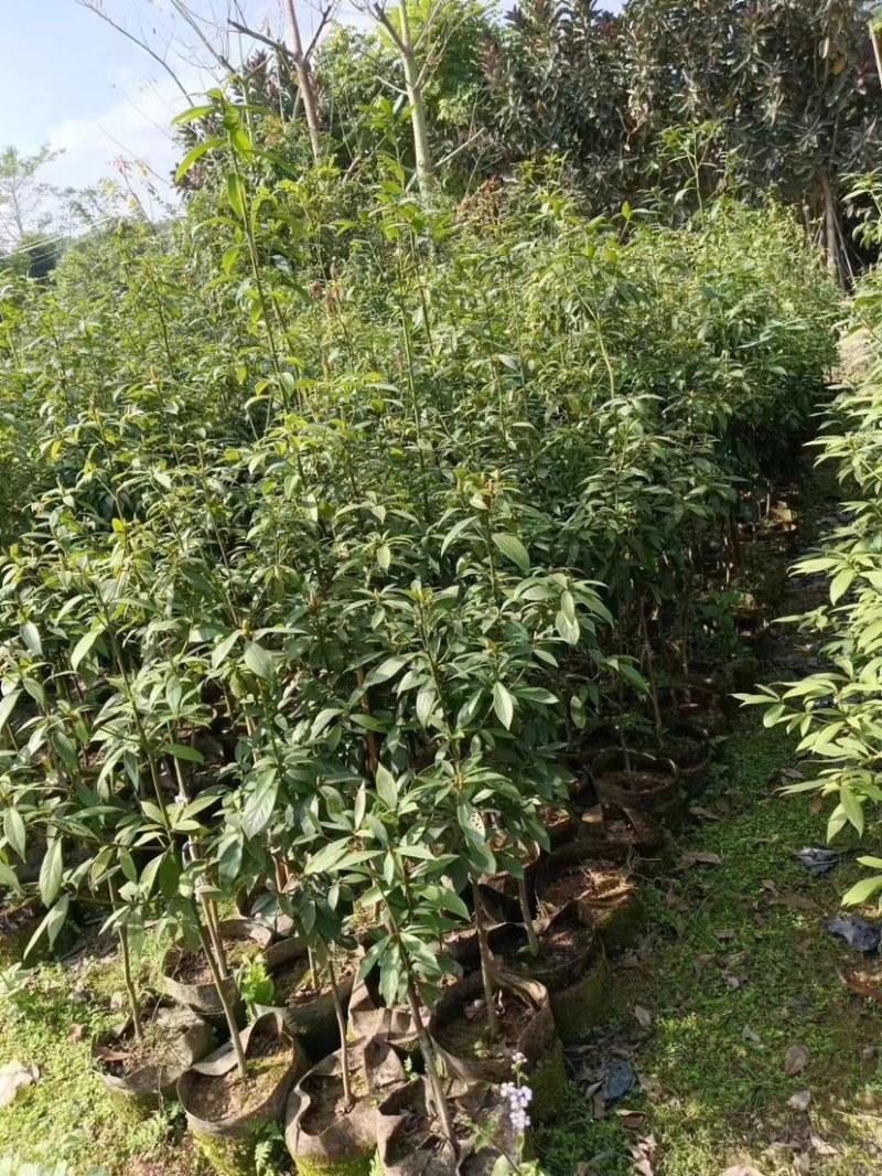 金丝楠木原生苗基地直销规格齐全，质量优欢迎老板来电