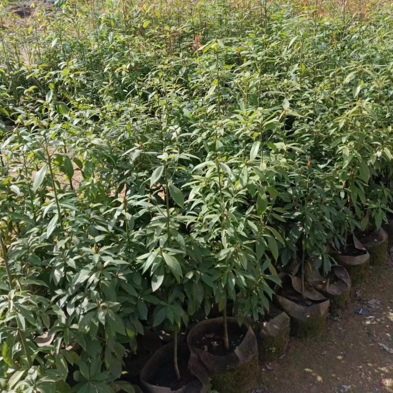金丝楠木原生苗基地直销规格齐全，质量优欢迎老板来电