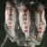 三去加州鲈鱼，酒席。酒店**，长年有货，源头工厂