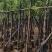 香樟基地直销规格齐全质量优欢迎来电咨询合作
