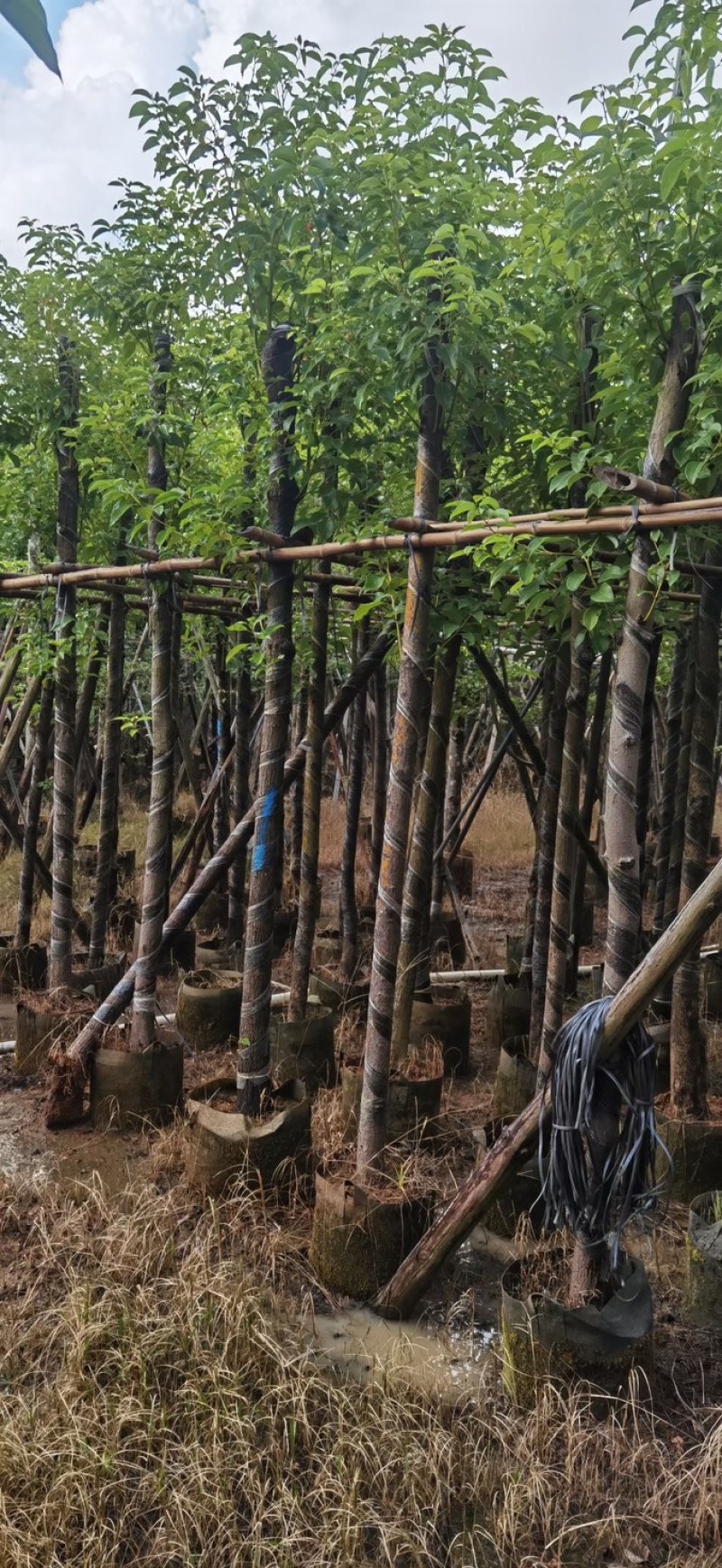 香樟基地直销规格齐全质量优欢迎来电咨询合作