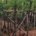 香樟基地直销规格齐全质量优欢迎来电咨询合作