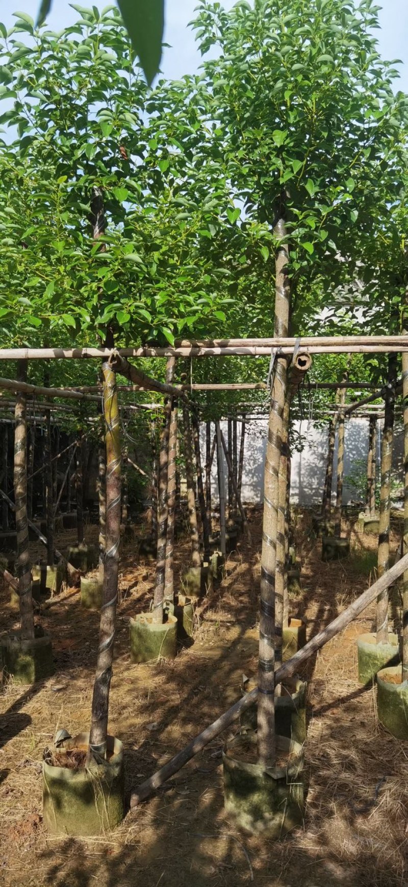 香樟基地直销规格齐全质量优欢迎来电咨询合作