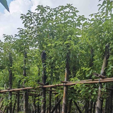 香樟基地直销规格齐全质量优欢迎来电咨询合作