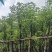 香樟基地直销规格齐全质量优欢迎来电咨询合作
