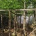樟树基地直销规格齐全质量优欢迎老板前来咨询合作