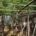 樟树基地直销规格齐全质量优欢迎老板前来咨询合作