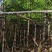 樟树基地直销规格齐全质量优欢迎老板前来咨询合作